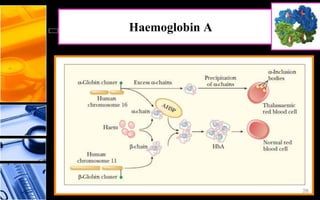 Haemoglobin A
26
 