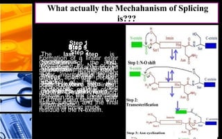 30
Step 1
Formation of a linear ester
intermediate by NO or NS
acyl rearrangement
involving the first
nucleophilic amino acid
residue at the N-terminal
splice junction and the final
residue of the N-extein.
Step 2
Formation of a branched
ester intermediate by the
attack of the first
nucleophilic residue of the
C-extein on the linear ester
intermediate.
Step 3
Cyclization of the last
residue(Asn) of the intein,
cleaves apart the peptide
bond between the intein
and the C-extein, resulting
in a free intein segment with
a terminal cyclic imide.
Step 4
Spontaneous
rearrangement of the ester
linkage between the
ligated exteins to the
more stable amide bond.
The last step is
spontaneous and
irreversible.
The first three steps are
catalyzed by the intein.
What actually the Mechahanism of Splicing
is???
 