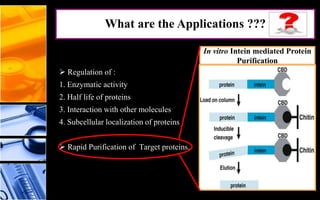  Regulation of :
1. Enzymatic activity
2. Half life of proteins
3. Interaction with other molecules
4. Subcellular localization of proteins
 Rapid Purification of Target proteins.
In vitro Intein mediated Protein
Purification
What are the Applications ???
 