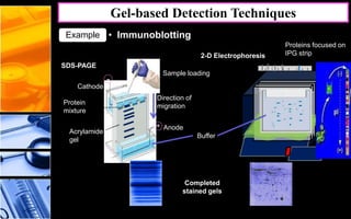 Direction of
migration
Anode
Cathode
-
+
Buffer
Acrylamide
gel
Sample loading
Protein
mixture
SDS-PAGE
2-D Electrophoresis
Proteins focused on
IPG strip
Direction of
migration
Completed
stained gels
Gel-based Detection Techniques
• ImmunoblottingExample
 