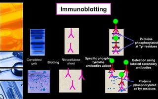 35
Completed
gels
Nitrocellulose
sheetBlotting
Specific phospho-
tyrosine
antibodies added
Detection using
labeled secondary
antibodies
Proteins
phosphorylated
at Tyr residues
Proteins
phosphorylated
at Tyr residues
Immunoblotting
 