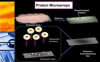 Proteome array
Washing
Phosphorylated
proteins
Detection-
Autoradiography
film
33P
33P
33P
33P33P
Developed image
Radioactive
emissions
Protein Microarrays
 