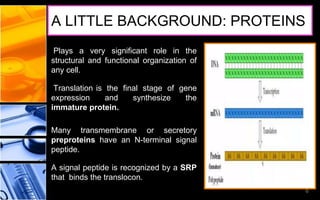 A LITTLE BACKGROUND: PROTEINS
Plays a very significant role in the
structural and functional organization of
any cell.
Translation is the final stage of gene
expression and synthesize the
immature protein.
Many transmembrane or secretory
preproteins have an N-terminal signal
peptide.
A signal peptide is recognized by a SRP
that binds the translocon.
6
 