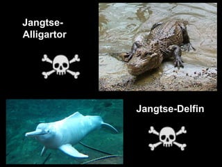 Jangtse-
Alligartor
Jangtse-Delfin
