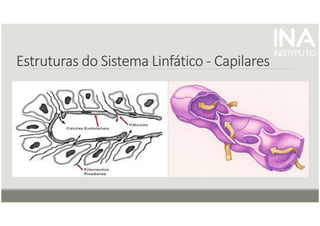 Estruturas do Sistema Linfático
Estruturas do Sistema Linfático
Estruturas do Sistema Linfático
Estruturas do Sistema Linfático -
-
-
- Capilares
Capilares
Capilares
Capilares
 