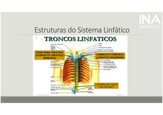 Estruturas do Sistema Linfático
Estruturas do Sistema Linfático
Estruturas do Sistema Linfático
Estruturas do Sistema Linfático
 