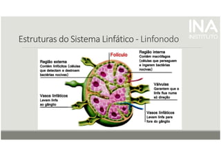 Estruturas do Sistema Linfático
Estruturas do Sistema Linfático
Estruturas do Sistema Linfático
Estruturas do Sistema Linfático -
-
-
- Linfonodo
 