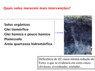 Solos orgânicos
Glei tiomórfico
Glei húmico e pouco húmico
Planossolo
Areia quartzoza hidromórfica
Quais solos merecem mais intervenções?
Deficiência de O2 causa intensa redução do
Ferro, o que se evidencia em cores cinzo-
oliváceas, esverdeadas, azuladas...
 