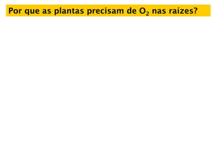 Por que as plantas precisam de O2 nas raízes?
 