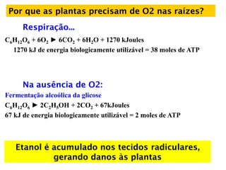 Por que as plantas precisam de O2 nas raízes?
Respiração...
C6H12O6 + 6O2 ► 6CO2 + 6H2O + 1270 kJoules
1270 kJ de energia biologicamente utilizável = 38 moles de ATP
Na ausência de O2:
Fermentação alcoólica da glicose
C6H12O6 ► 2C2H5OH + 2CO2 + 67kJoules
67 kJ de energia biologicamente utilizável = 2 moles de ATP
Etanol é acumulado nos tecidos radiculares,
gerando danos às plantas
 