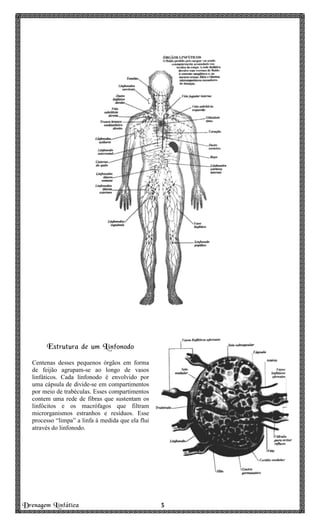 Drenagem Linfática 3333
Estrutura de um Linfonodo
Centenas desses pequenos órgãos em forma
de feijão agrupam-se ao longo de vasos
linfáticos. Cada linfonodo é envolvido por
uma cápsula de divide-se em compartimentos
por meio de trabéculas. Esses compartimentos
contem uma rede de fibras que sustentam os
linfócitos e os macrófagos que filtram
microrganismos estranhos e resíduos. Esse
processo “limpa” a linfa à medida que ela flui
através do linfonodo.
 