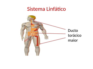 Sistema Linfático
Ducto
torácico
maior
 