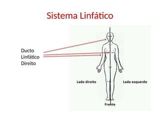 Sistema Linfático
Ducto
Linfático
Direito
 