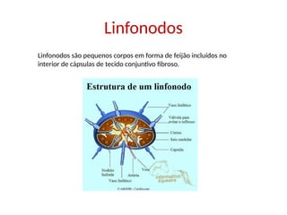 Linfonodos
Linfonodos são pequenos corpos em forma de feijão incluídos no
interior de cápsulas de tecido conjuntivo fibroso.
 