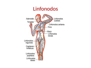 Linfonodos
 