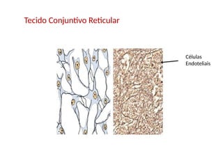 Tecido Conjuntivo Reticular
Células
Endoteliais
 