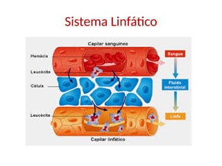 Sistema Linfático
 