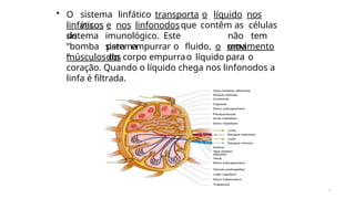 4
• O sistema linfático transporta o líquido nos
vasos
linfáticos e nos linfonodosque contêm as células
do imunológico. Este
sistema
não tem
uma
sistema
“bomba
”
para empurrar o fluido, o movimento
dos
músculos do corpo empurrao líquido para o
coração. Quando o líquido chega nos linfonodos a
linfa é filtrada.
 