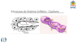 Estruturas do Sistema Linfático - Capilares
 