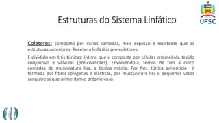 Estruturas do Sistema Linfático
Coletores: composto por várias camadas, mais espesso e resistente que as
estruturas anteriores. Recebe a linfa dos pré-coletores.
É dividido em três túnicas: íntima que é composta por células endoteliais, tecido
conjuntivo e válvulas (pré-coletores). Envolvendo-a, temos de três a cinco
camadas de musculatura lisa, a túnica média. Por fim, túnica adventícia é
formada por fibras colágenas e elásticas, por musculatura lisa e pequenos vasos
sanguíneos que alimentam o próprio vaso.
 