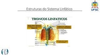 Estruturas do Sistema Linfático
 