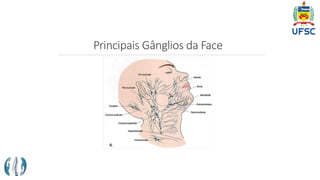 Principais Gânglios da Face
 