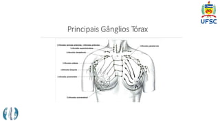 Principais Gânglios Tórax
 