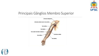 Principais Gânglios Membro Superior
 
