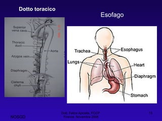 Esofago Dott. Felice Apicella, FCCP  Firenze, Novembre 2008 Dotto toracico NOSGD 