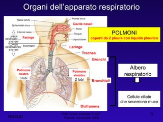 Organi dell’apparato respiratorio Dott. Felice Apicella, FCCP  Firenze, Novembre 2008 Cavità nasali Faringe Laringe Trachea Bronchi Bronchioli Polmone sinistro Polmone destro Diaframma Albero respiratorio Cellule ciliate che secernono muco 3 lobi 2 lobi POLMONI coperti da 2 pleure con liquido pleurico NOSGD 