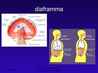 diaframma Dott. Felice Apicella, FCCP  Firenze, Novembre 2008 NOSGD 