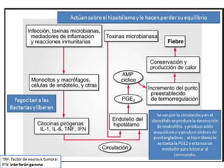 TNF: factor de necrosis tumoral
IFN: interferón gamma
 
