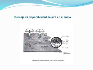 Drenaje vs disponibilidad de aire en el suelo
 