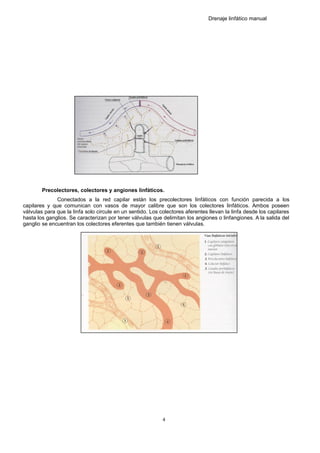 Drenaje linfático manual
Precolectores, colectores y angiones linfáticos.
Conectados a la red capilar están los precolectores linfáticos con función parecida a los
capilares y que comunican con vasos de mayor calibre que son los colectores linfáticos. Ambos poseen
válvulas para que la linfa solo circule en un sentido. Los colectores aferentes llevan la linfa desde los capilares
hasta los ganglios. Se caracterizan por tener válvulas que delimitan los angiones o linfangiones. A la salida del
ganglio se encuentran los colectores eferentes que también tienen válvulas.
4
 
