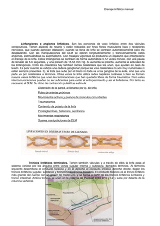 Drenaje linfático manual
Linfangiones o angiones linfáticos. Son las porciones de vaso linfático entre dos válvulas
consecutivas. Tienen aspecto de rosario y están rodeados por finas fibras musculares lisas y receptores
nerviosos, que cuando aprecian dilatación, cuando se llena de linfa se contraen automáticamente para irla
desplazando. Con las manipulaciones del DLM se estiran longitudinalmente y transversalmente estos
angiones, estimulándose su automatismo. Con masajes vigorosos se produciría un espasmo que entorpecería
el drenaje de la linfa. Estos linfangiones se contraen de forma automática 6-12 veces minuto, con una pausa
de llenado de 5-6 segundos, y una presión de 15-55 mm Hg. Si aumenta la prelinfa, aumenta la actividad de
los linfangiones. Entre los colectores hay también ramas colaterales que los unen, que ayudan en caso de
lesión. Es peor cuando se extirpa una cadena ganglionar porque las vías colaterales no son muy numerosas ni
están siempre presentes. Ej. la linfa que sube por el brazo no toda va a los ganglios de la axila, sino que una
parte va por colaterales a términos. Otras veces la linfa utiliza redes capilares cutáneas o bien se forman
nuevos vasos linfáticos que unen las terminaciones que han quedado libres de forma traumática. Pero estas
intercomunicaciones pueden no ser suficientes para evitar el entorpecimiento y así el linfedema. Por tanto es
necesario el DLM. Su ritmo de contracción pulsátil se estimula:
Distensión de la pared, al llenarse por ej. de linfa
Pulso de arterias próximas
Movimientos activos y pasivos de músculos circundantes
Traumatismos
Contenido de potasio de la linfa
Prostaglandinas, histamina, serotonina
Movimientos respiratorios
Suaves manipulaciones de DLM
Troncos linfáticos terminales. Tienen también válvulas y a través de ellos la linfa pasa al
sistema venoso por los ángulos entre venas yugular interna y subclavia, llamados términos. Al términos
izquierdo desemboca el conducto torácico y en el derecho el conducto linfático derecho donde, llegan los
troncos linfáticos yugular, subclavio y broncomediastínicos derechos. El conducto torácico es el tronco linfático
más grande del cuerpo con un grosor de medio cm. y se forma a partir de los troncos linfáticos lumbares y
tronco intestinal. Ambos troncos se unen en la cisterna de Pecquet entre D10 y L2 y sube por delante de la
columna vertebral.
5
 