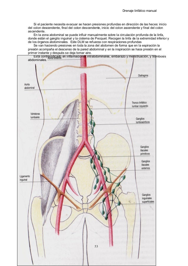Abdominales Drenaje Linfatico Abdomen Anatomia Drenaje Linfatico