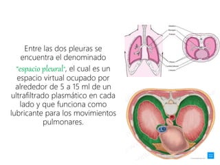 Entre las dos pleuras se
encuentra el denominado
“espacio pleural”, el cual es un
espacio virtual ocupado por
alrededor de 5 a 15 ml de un
ultrafiltrado plasmático en cada
lado y que funciona como
lubricante para los movimientos
pulmonares.
 