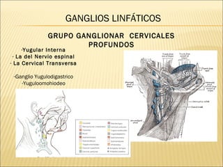 GANGLIOS LINFÁTICOS
               GRUPO GANGLIONAR CERVICALES
                       PROFUNDOS
     -Yugular Interna
 - La del Nervio espinal
- La Cervical Transversa

 -Ganglio Yugulodigastrico
    -Yuguloomohiodeo
 