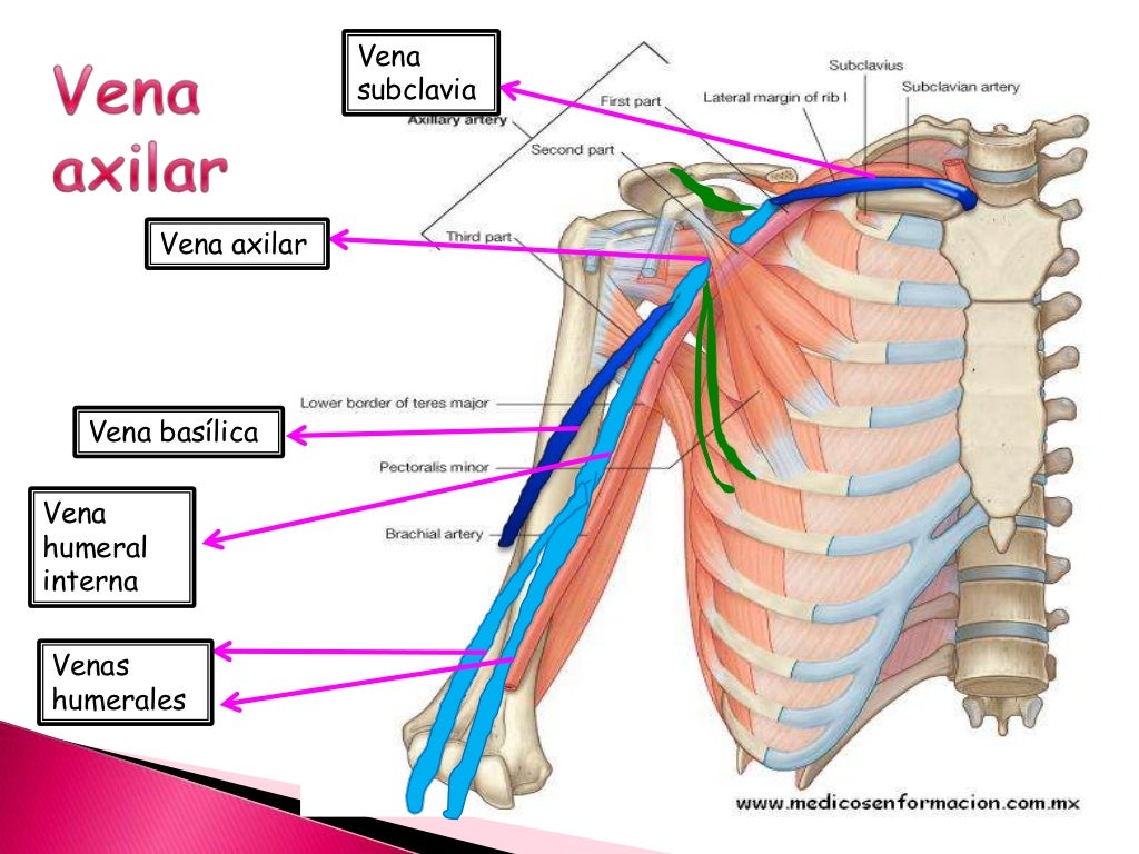 Drenaje venoso del miembro superior