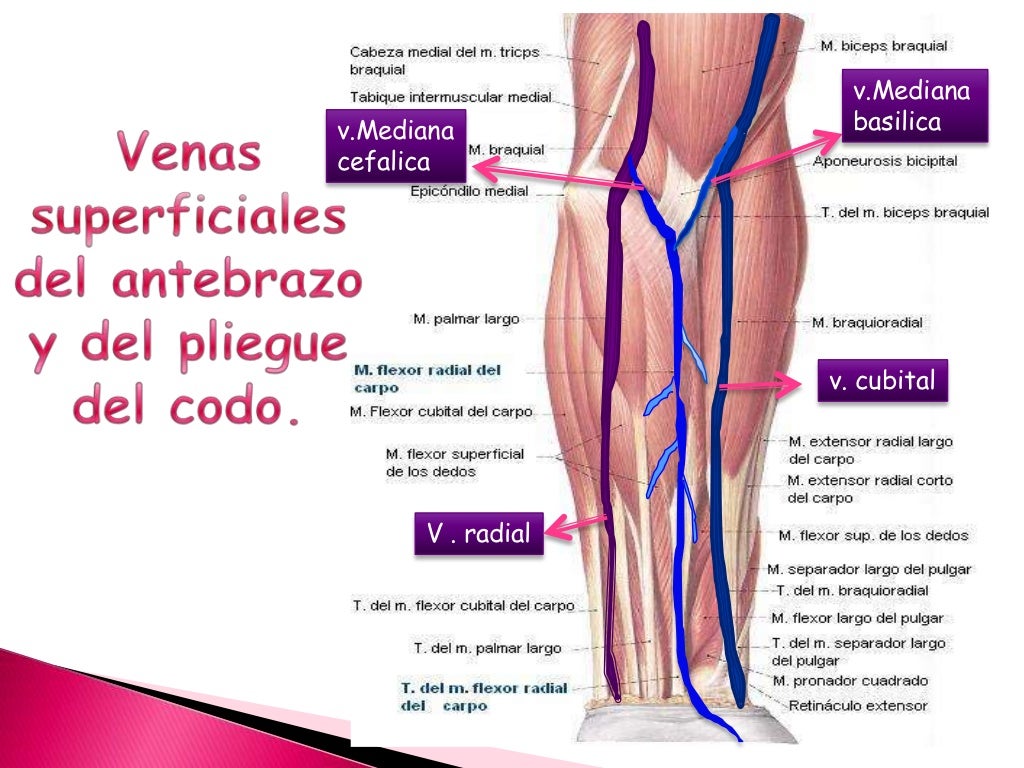 Drenaje venoso del miembro superior