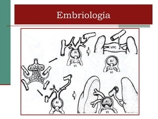 Embriología
 Embriología
 