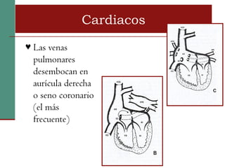 Cardiacos
♥ Las venas
  pulmonares
  desembocan en
  aurícula derecha
  o seno coronario
  (el más
  frecuente)
 