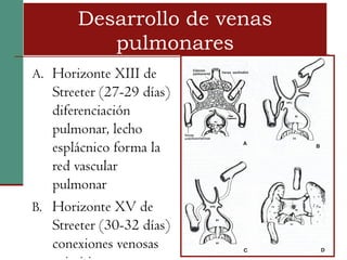 Desarrollo de venas
          pulmonares
A. Horizonte XIII de
   Streeter (27-29 días)
   diferenciación
   pulmonar, lecho
   esplácnico forma la
   red vascular
   pulmonar
B. Horizonte XV de
   Streeter (30-32 días)
   conexiones venosas
 