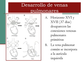 Desarrollo de venas
 Desarrollo de venas
   pulmonares
    pulmonares
          A. Horizonte XVI y
             XVII (37 días)
             desaparecen las
             conexiones venosas
             pulmonares
             primitivas
          B. La vena pulmonar
             común se incorpora
             a la aurícula
             izquierda
 