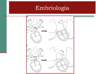 Embriología
Embriología
 