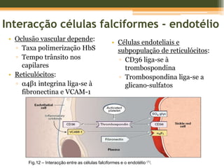  Co-transporte de K+/Cl- (efluxo)Activação canais GardosDESIDRATAÇÃOFig.11  – Desregulação do volume eritrocitário (1).