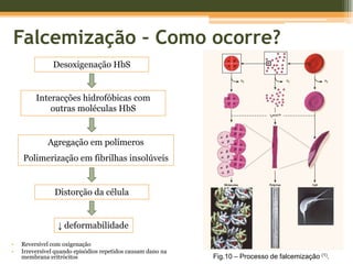 Irreversível quando episódios repetidos causam dano na membrana eritrócitosFig.10 – Processo de falcemização (1).