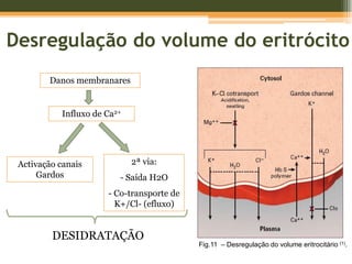 Desregulação do volume do eritrócitoDanos membranaresInfluxo de Ca2+2ª via: Saída H2O