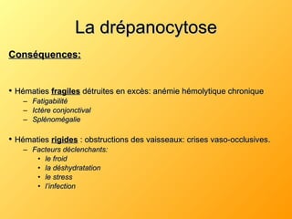 La drépanocytose Conséquences: •  Hématies  fragiles  détruites en excès: anémie hémolytique chronique Fatigabilité Ictère conjonctival Splénomégalie •  Hématies  rigides  : obstructions des vaisseaux: crises vaso-occlusives. Facteurs déclenchants: le froid la déshydratation le stress l’infection 