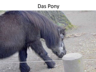 Das Pony
 